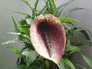 Helicodiceros muscivorus